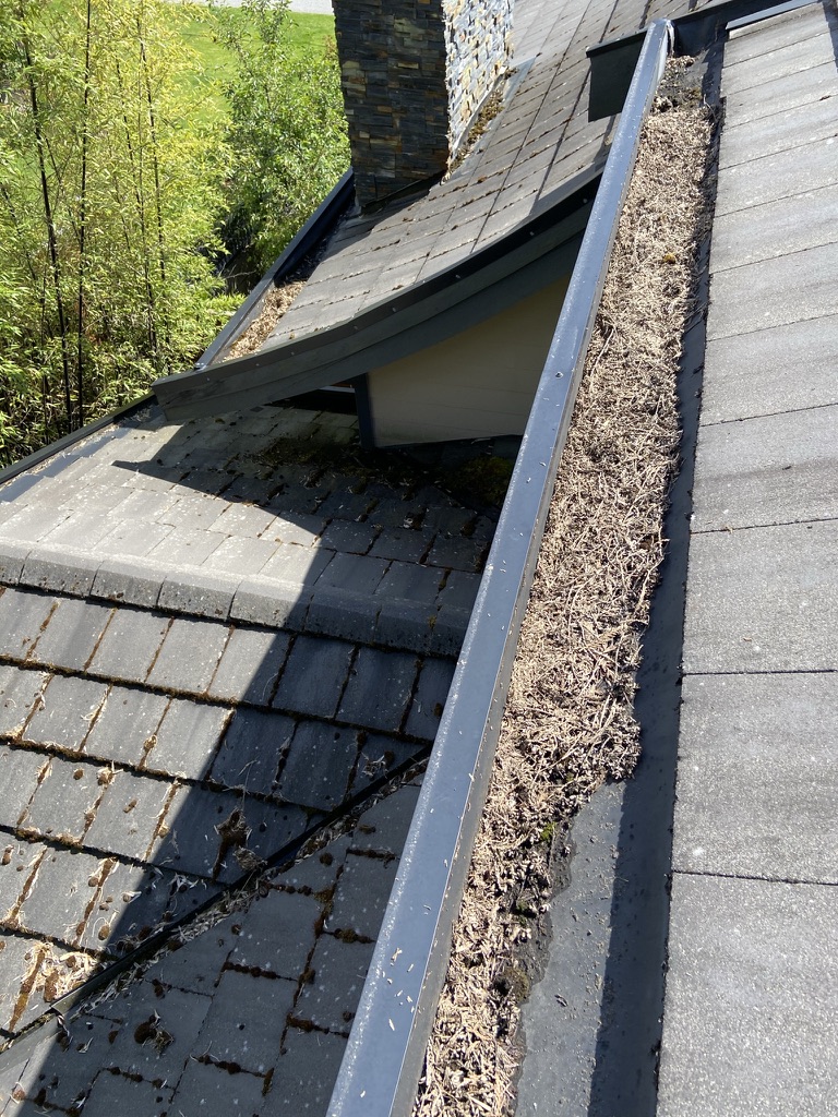 Heavy pine needle buildup filling a long gutter run