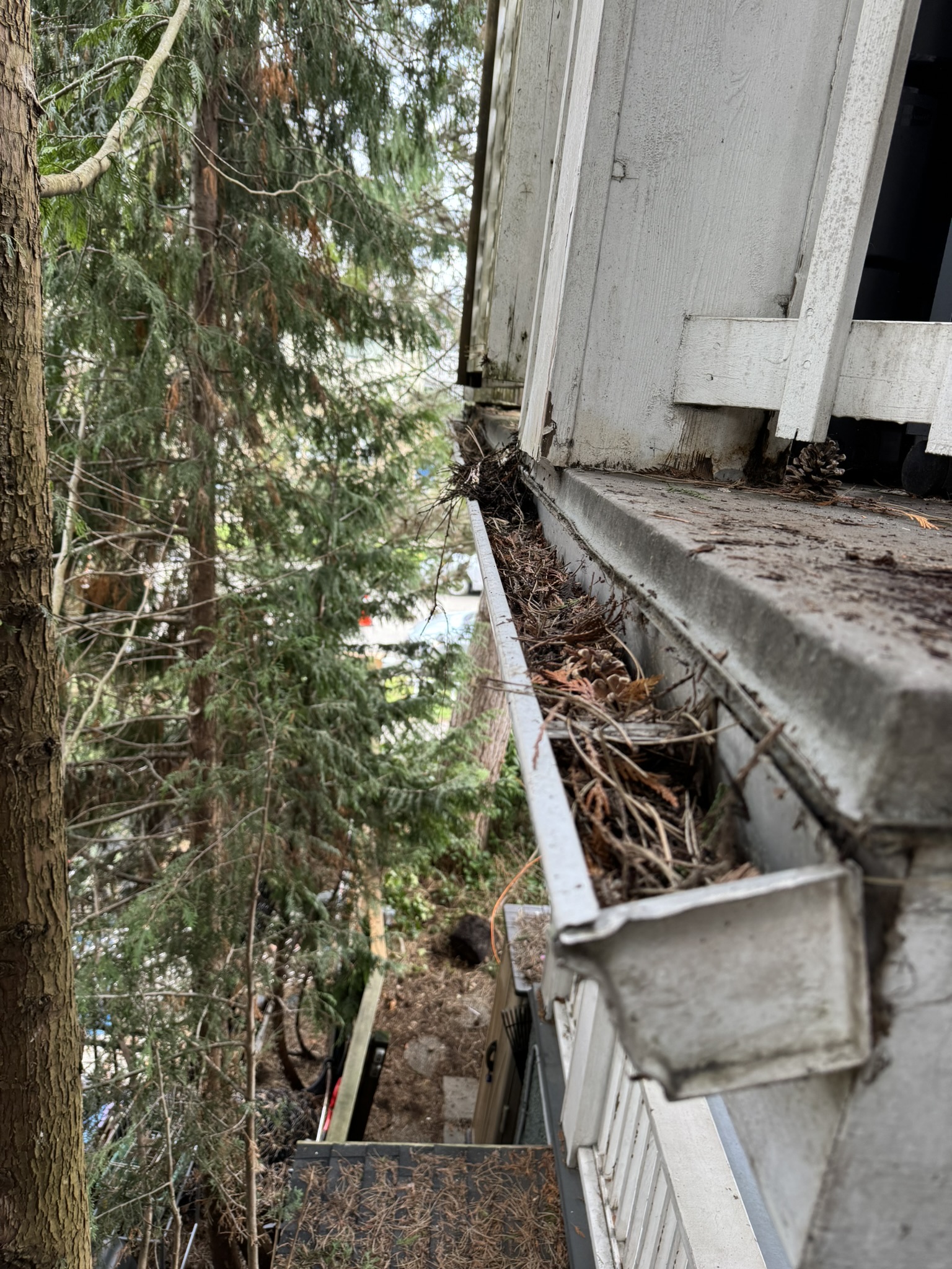 Debris-filled gutter beside trees before cleaning and repair