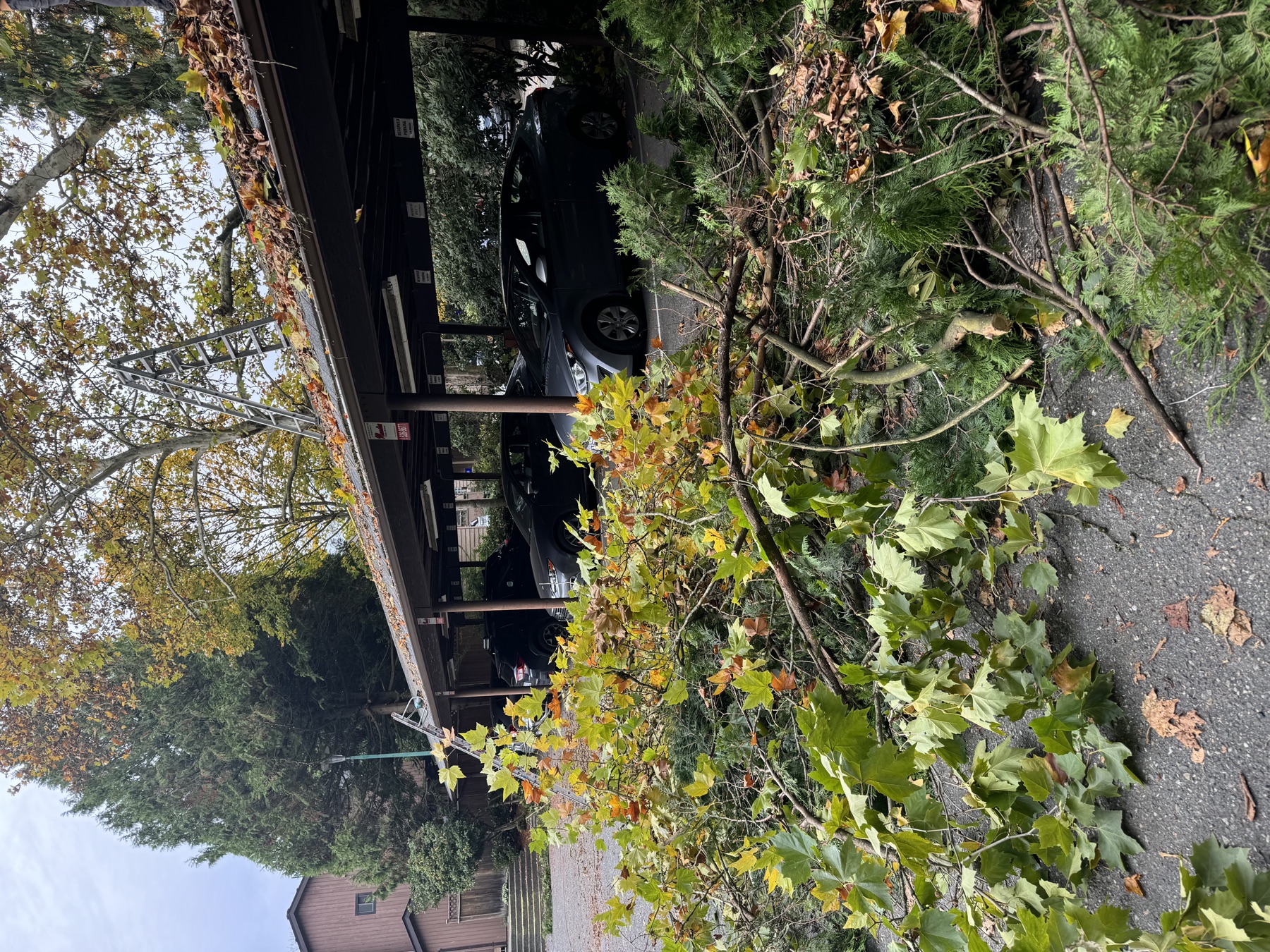 Trimmed branches collected for cleanup