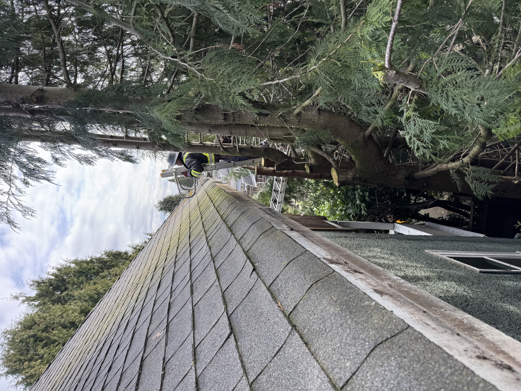 Tree trimming near a residential roofline