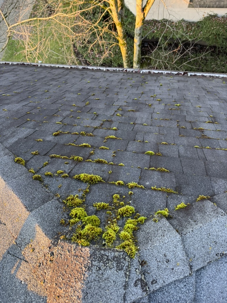 Moss growth across asphalt shingles before cleaning