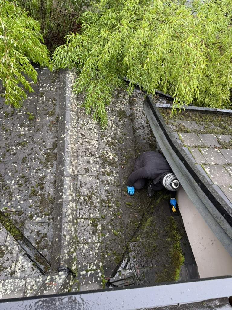 Moss removal work near overhanging tree coverage