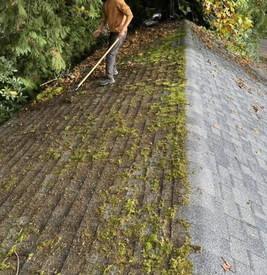 Worker removing moss from an asphalt shingle roof