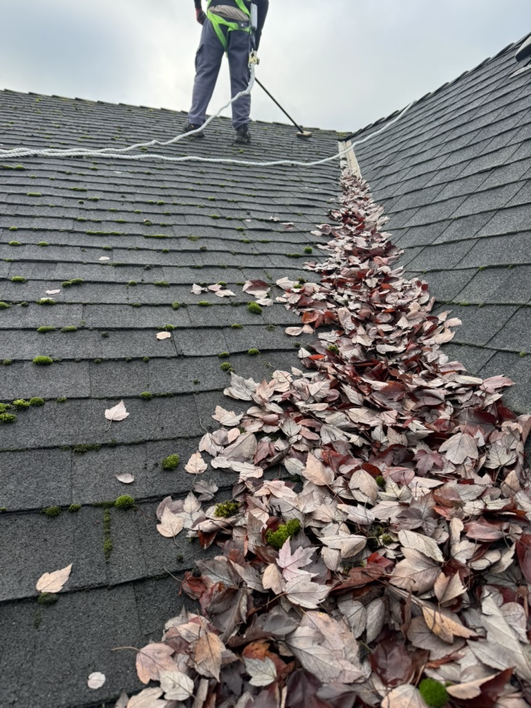 Leaves and moss collected in a roof valley before cleaning