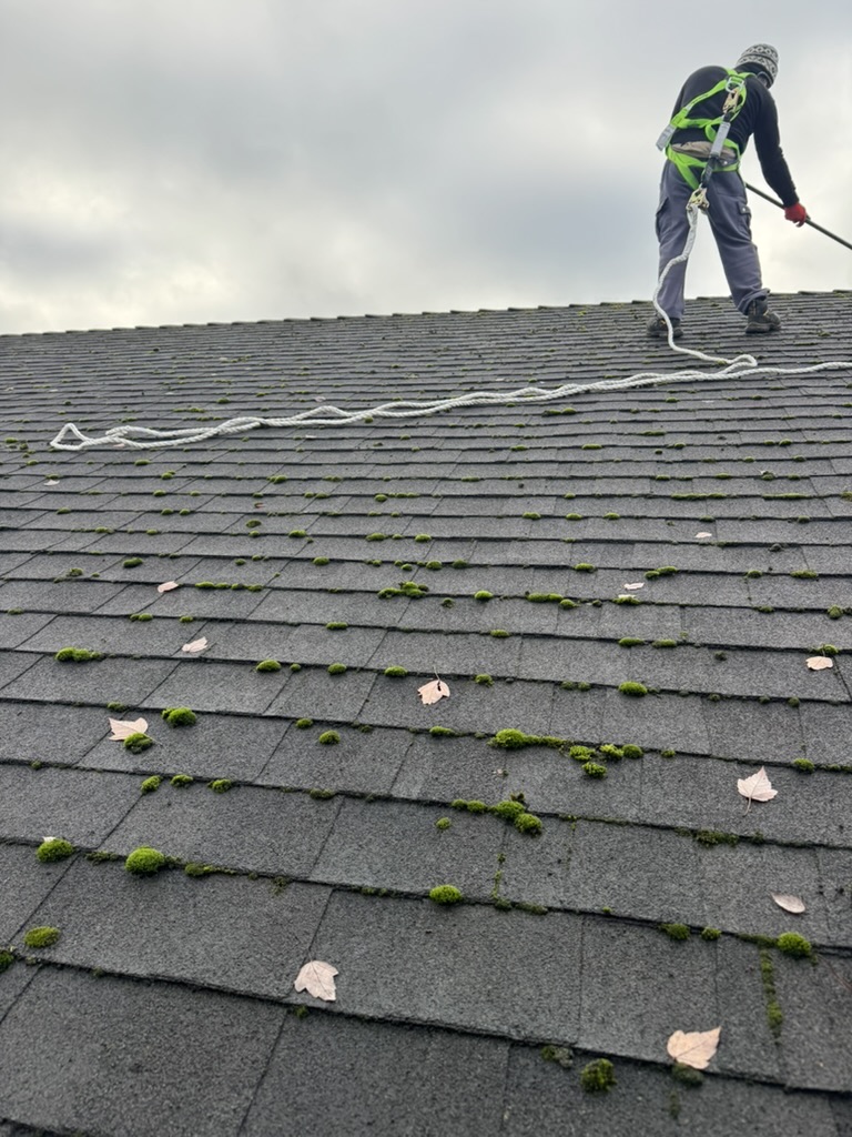 Worker using rope access while removing moss on a shingle roof
